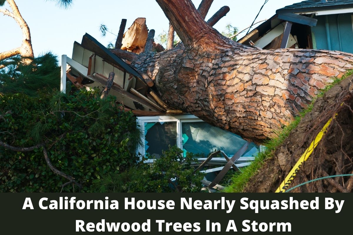A California House Nearly Squashed By Redwood Trees In A Storm