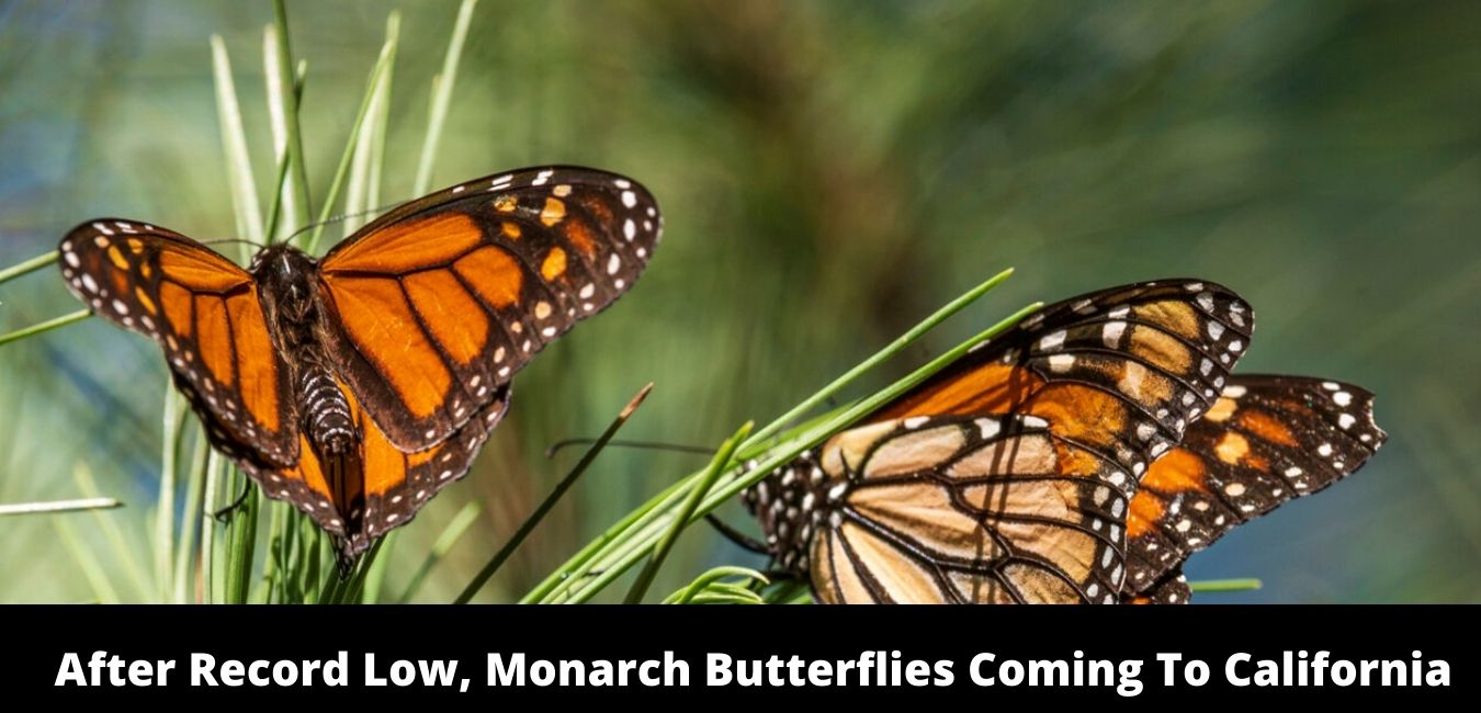 After Record Low, Monarch Butterflies Coming To California