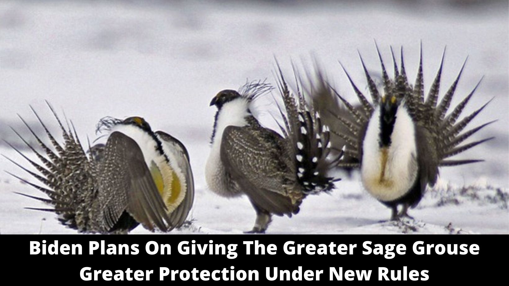 Biden Plans On Giving The Greater Sage Grouse Greater Protection Under New Rules