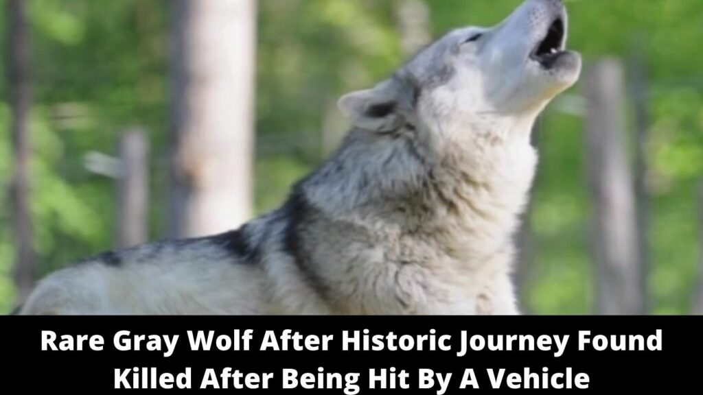 Rare Gray Wolf After Historic Journey Found Killed After Being Hit By A Vehicle