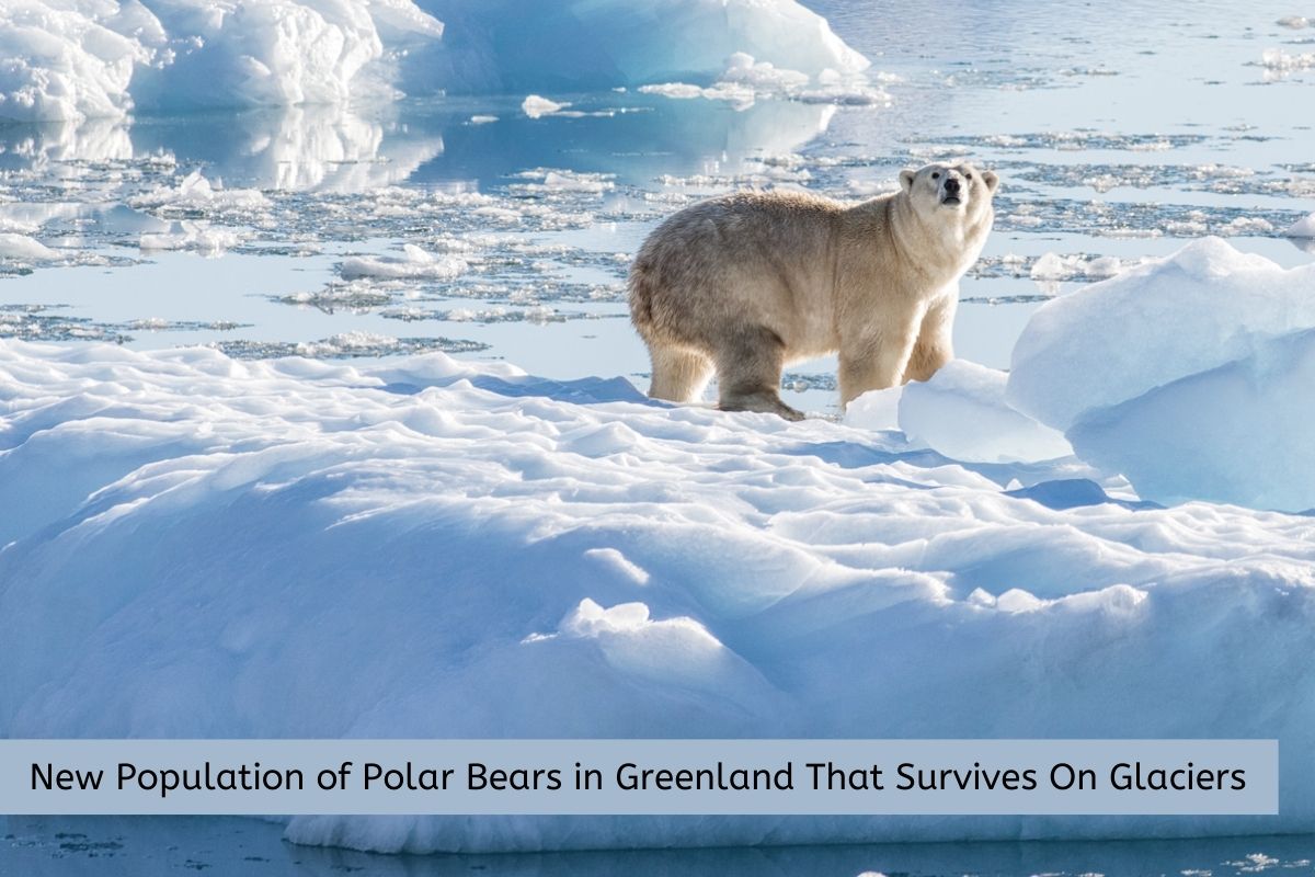 New Population of Polar Bears in Greenland