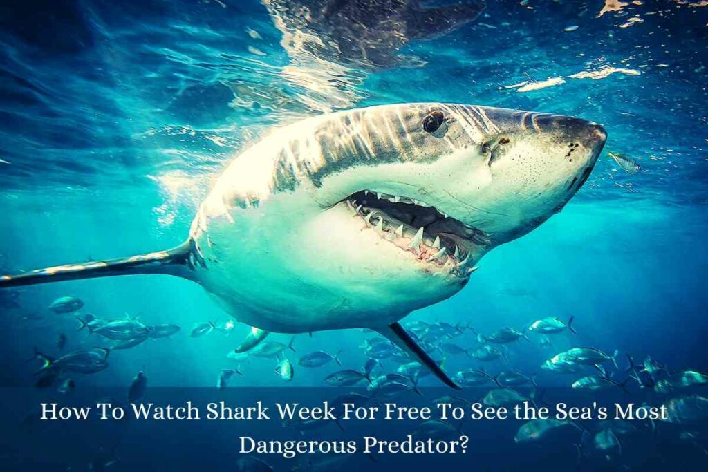 How To Watch Shark Week For Free To See the Sea's Most Dangerous Predator