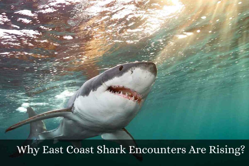 Why East Coast Shark Encounters Are Rising?