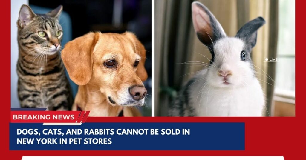 Dogs, Cats, And Rabbits Cannot Be Sold In New York In Pet Stores