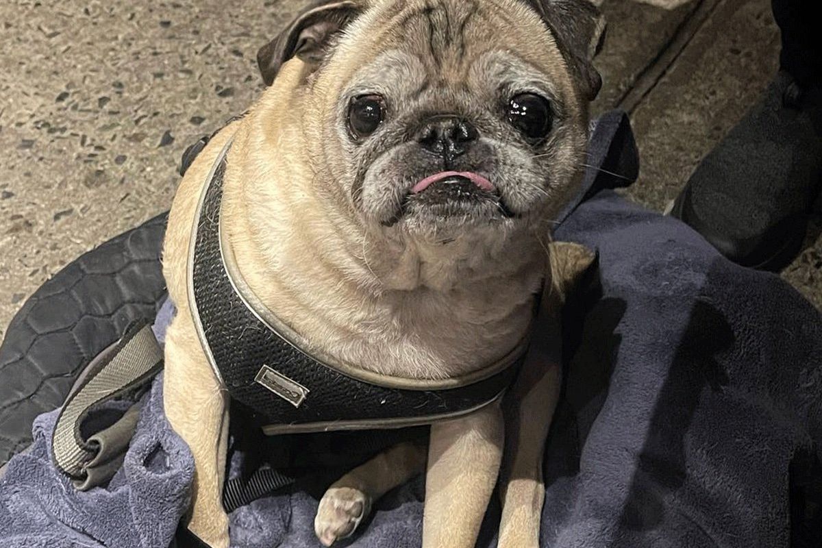 Pug Named 'Noodle' that Went Viral on TikTok Dies at the Age of 14