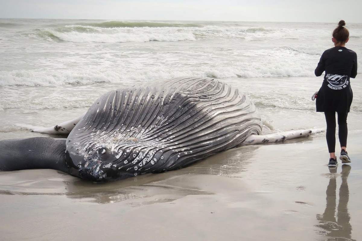 Dead Whale on Jersey Shore