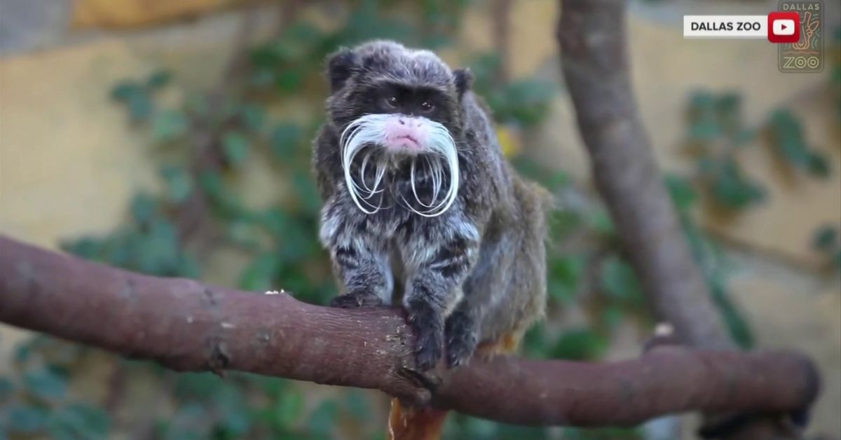 A Man Was Caught Stealing A Monkey From The Dallas Zoo, But It's Not Clear Why