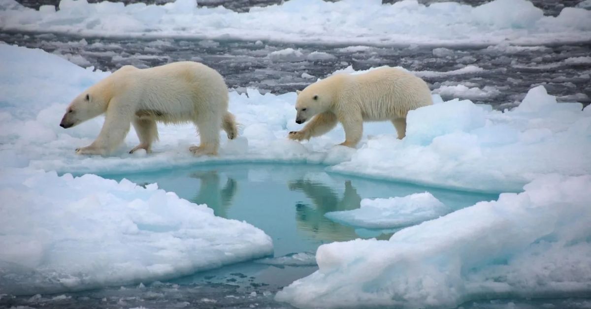 Here Are Six Ways That Losing Arctic Ice Affects Everyone