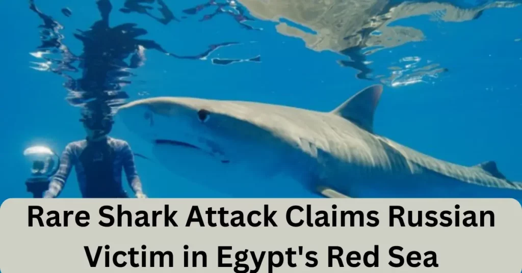 Rare Shark Attack Claims Russian Victim in Egypt's Red Sea